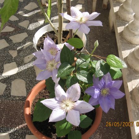 CLEMATIS